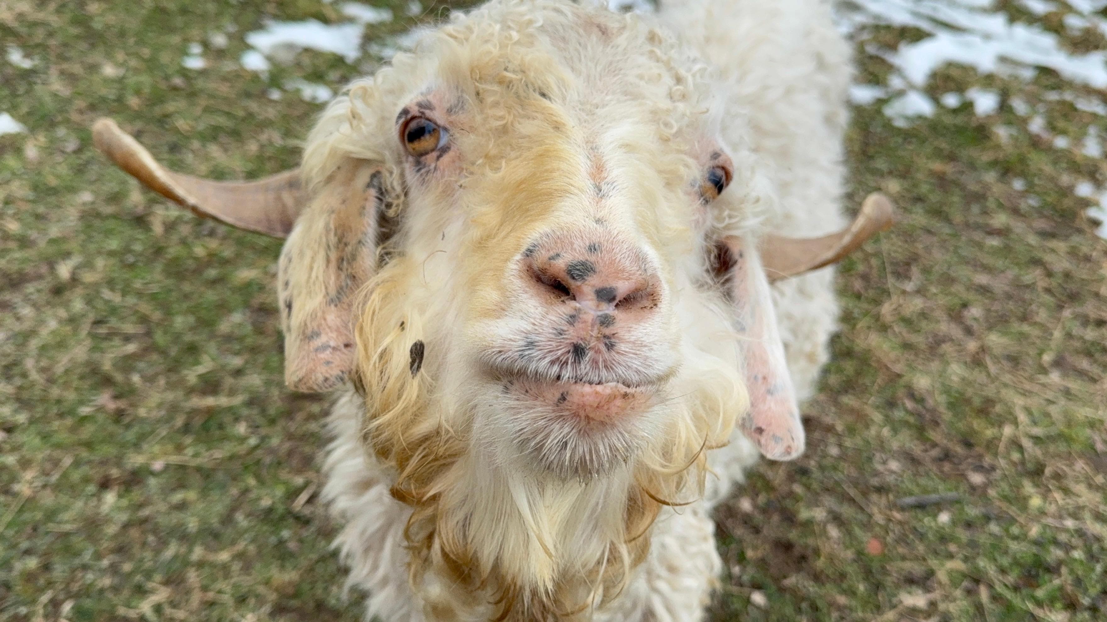 One of my fav animals there 