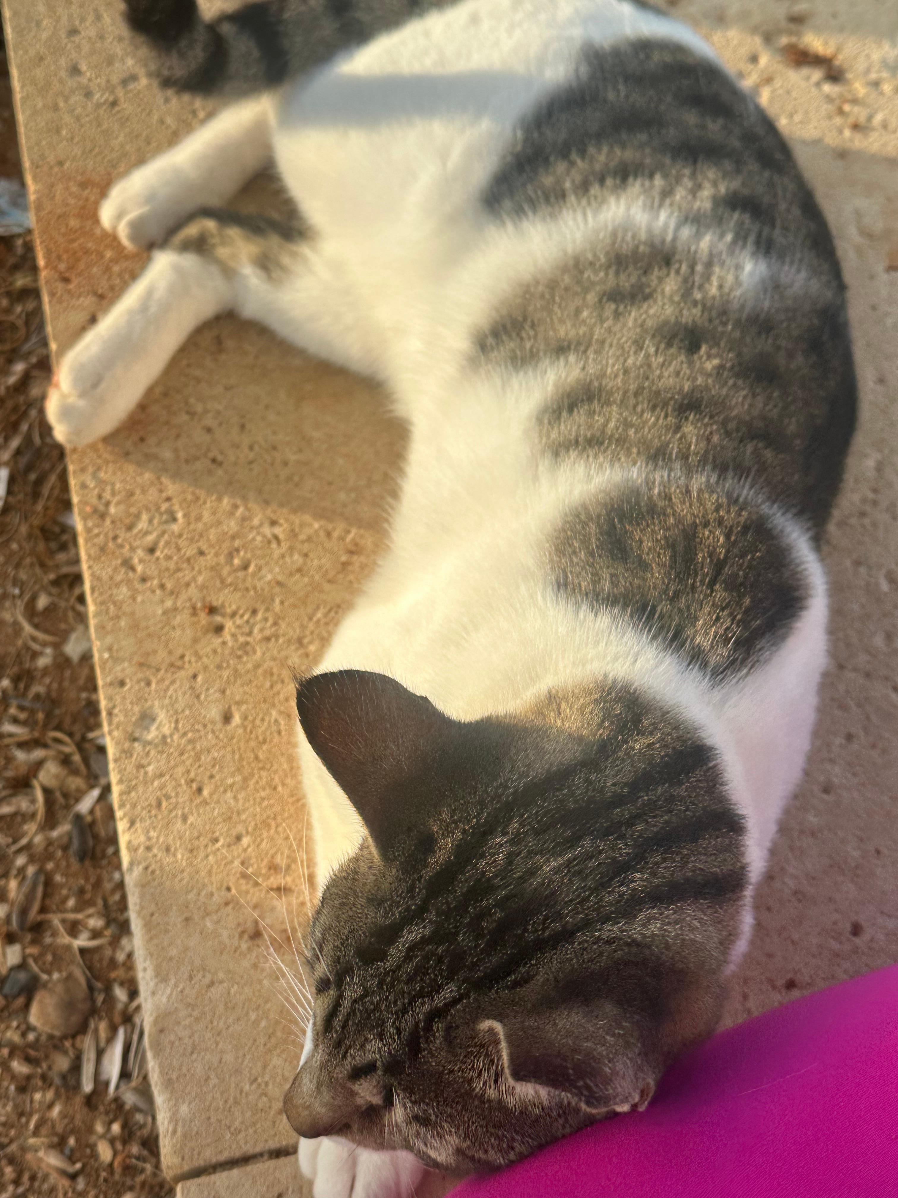 Feline friends to visit 