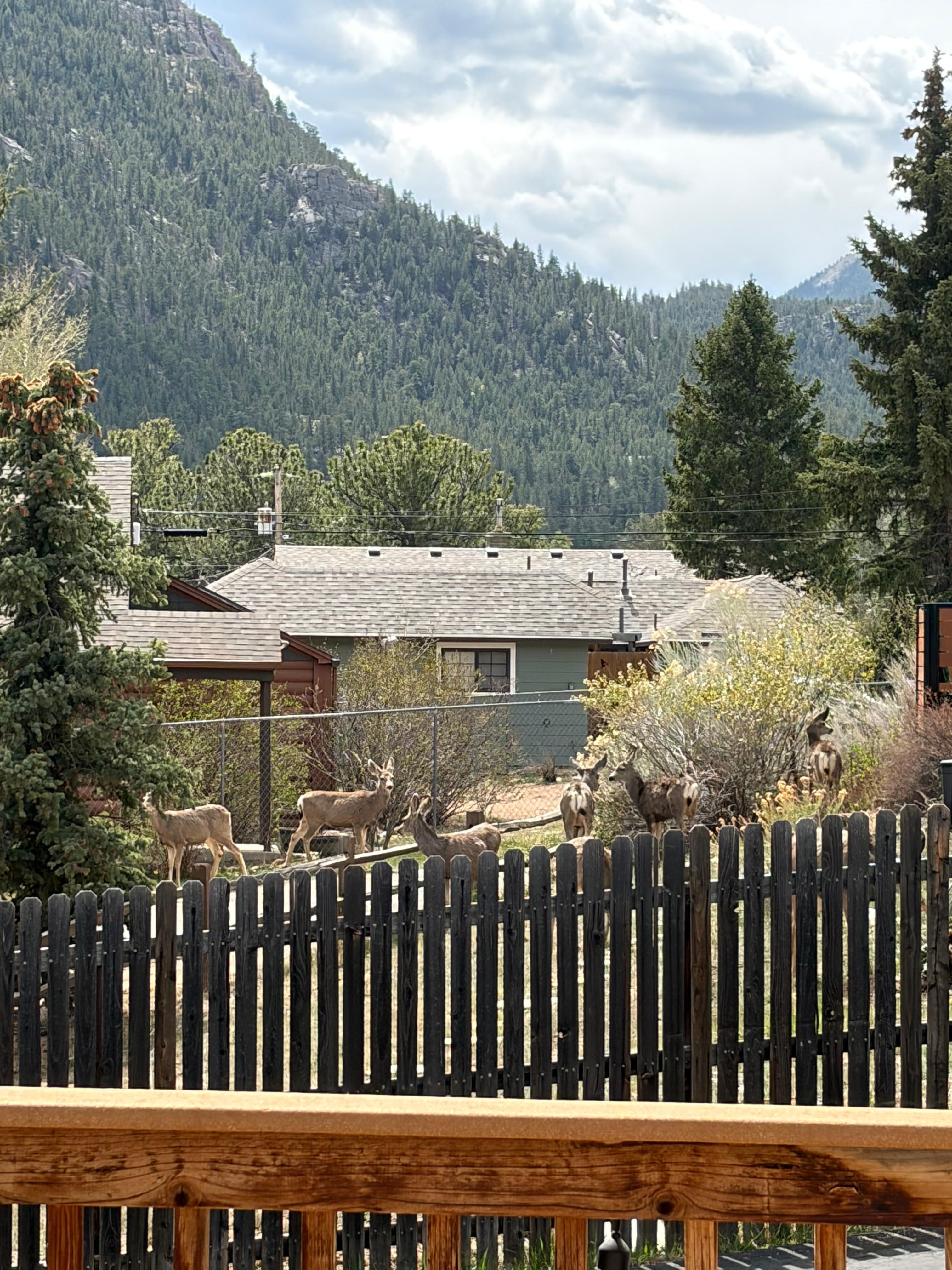 The wildlife we saw as soon as we opened the front door
