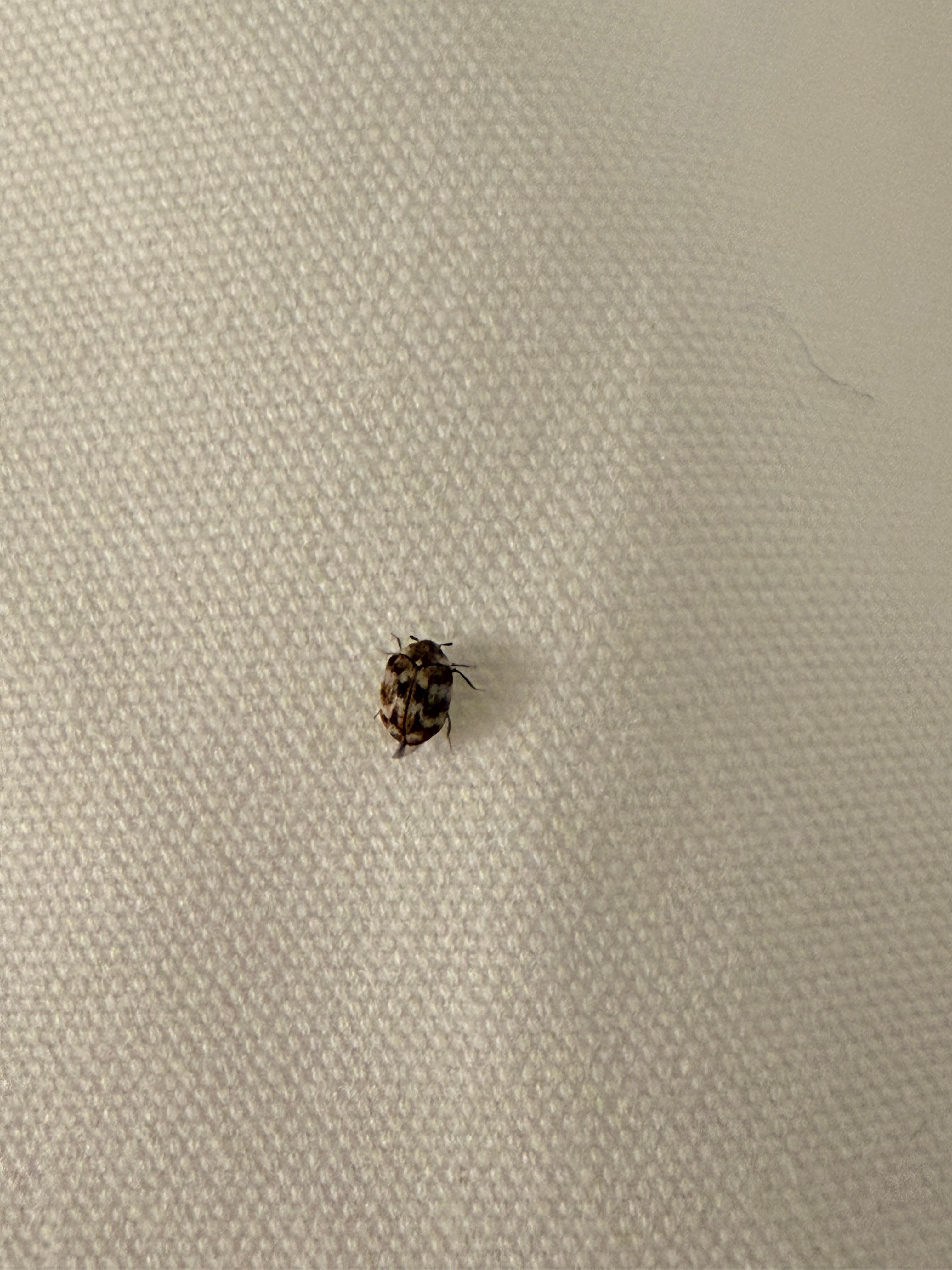 Some type of bug on the bed 