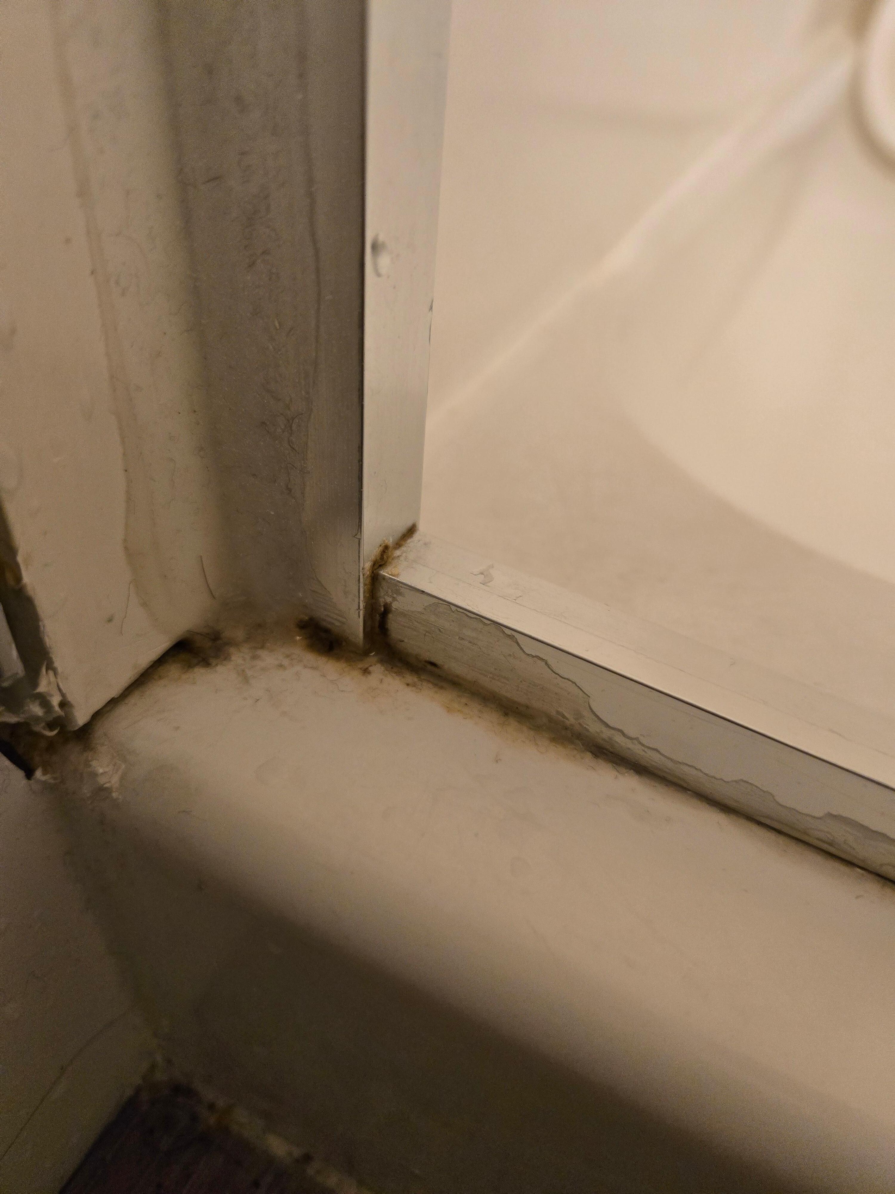 mold