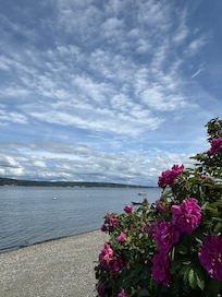 Beautiful rose hedges at the beach
