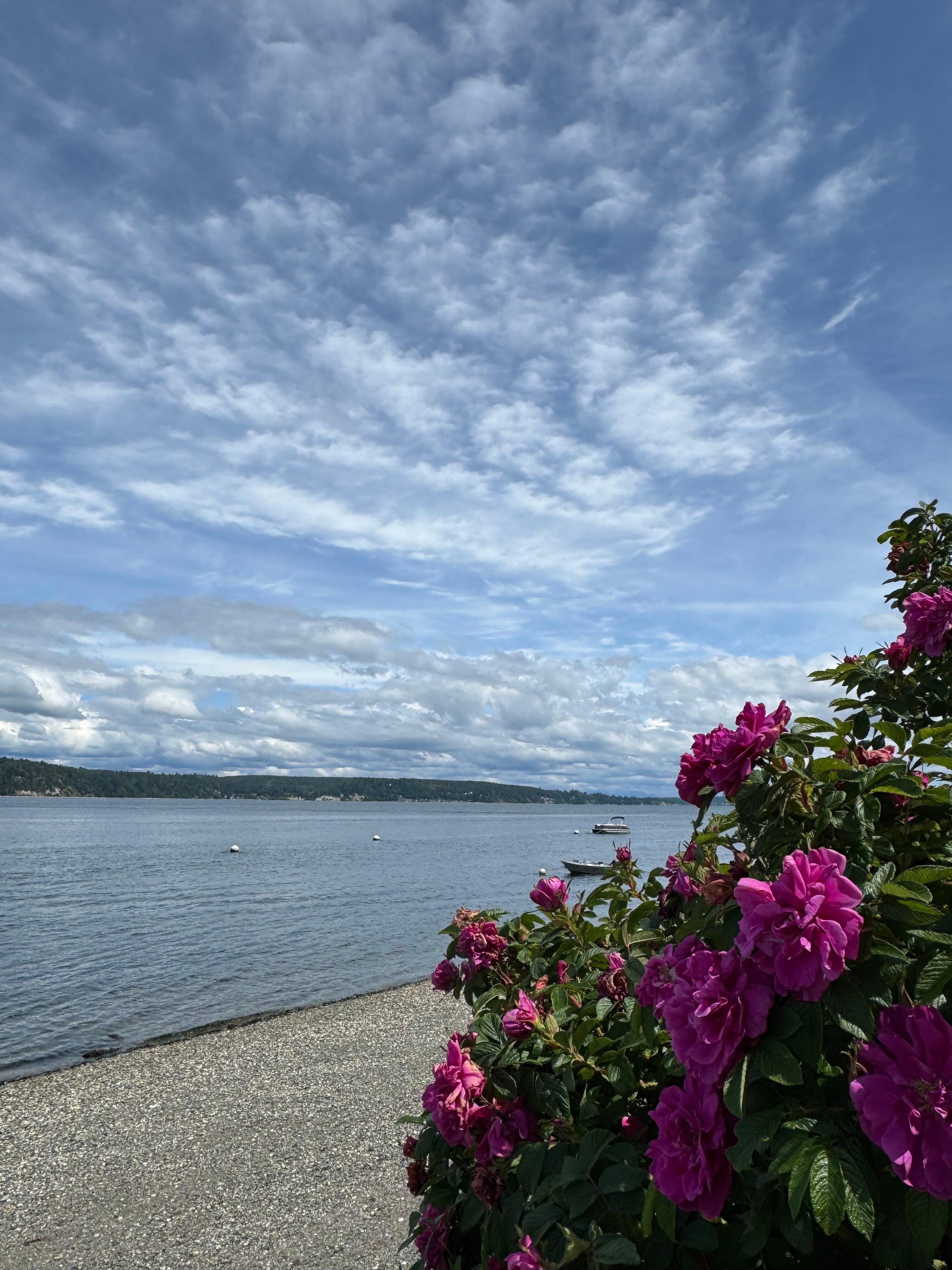 Beautiful rose hedges at the beach