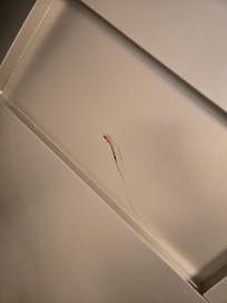 Bloodstains on headboard