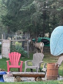 Buck in our VRBO yard one morning. No rush to leave.