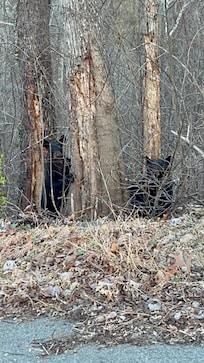 This picture was taken right across the road from the cabin