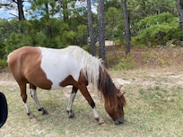 Assateague