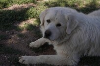 The sweetest dog again
