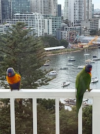 Rainbow Lorikeets on Balcony