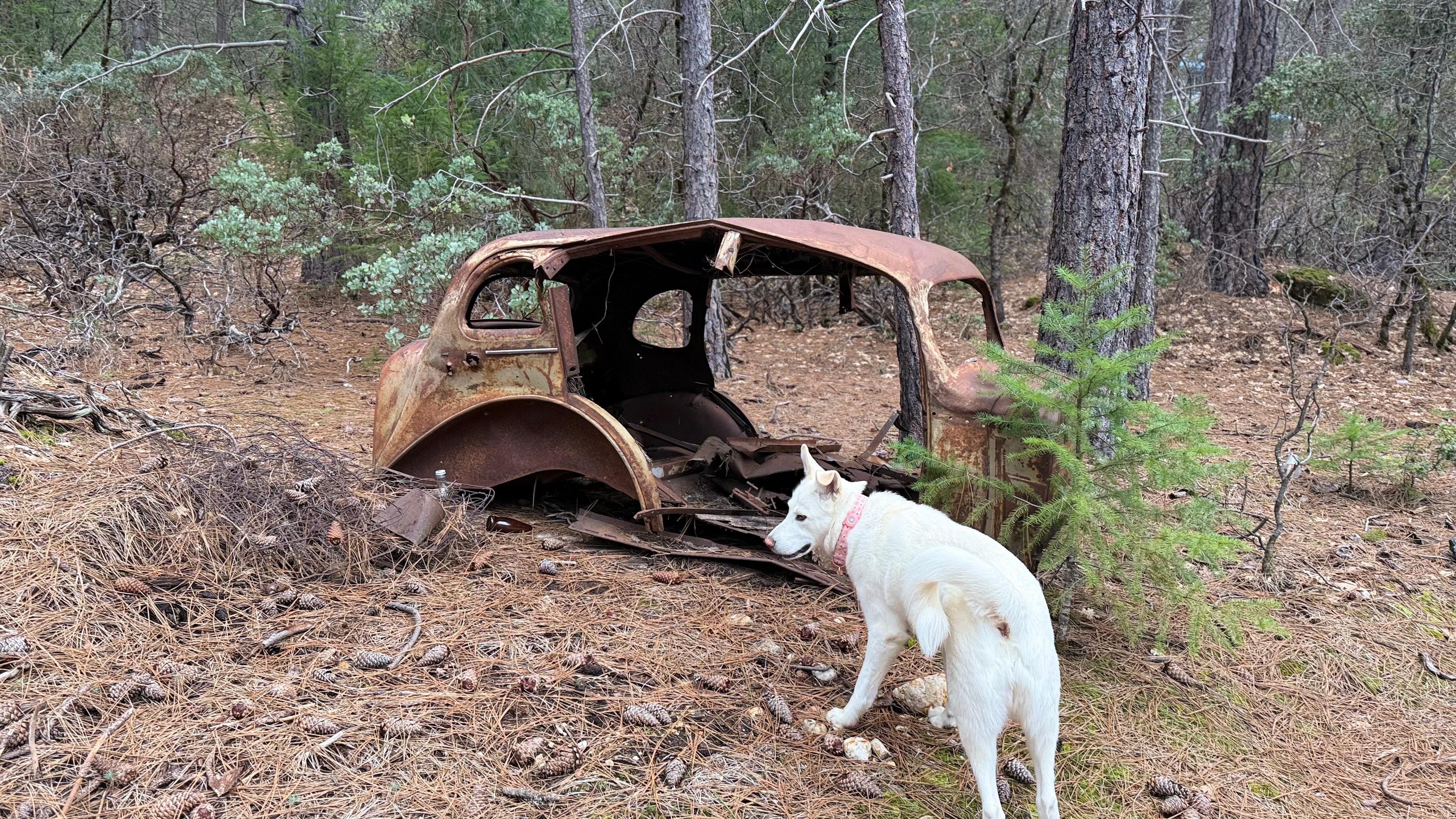 Some cool old cars in the woods