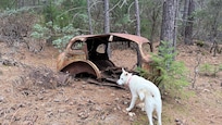 Some cool old cars in the woods