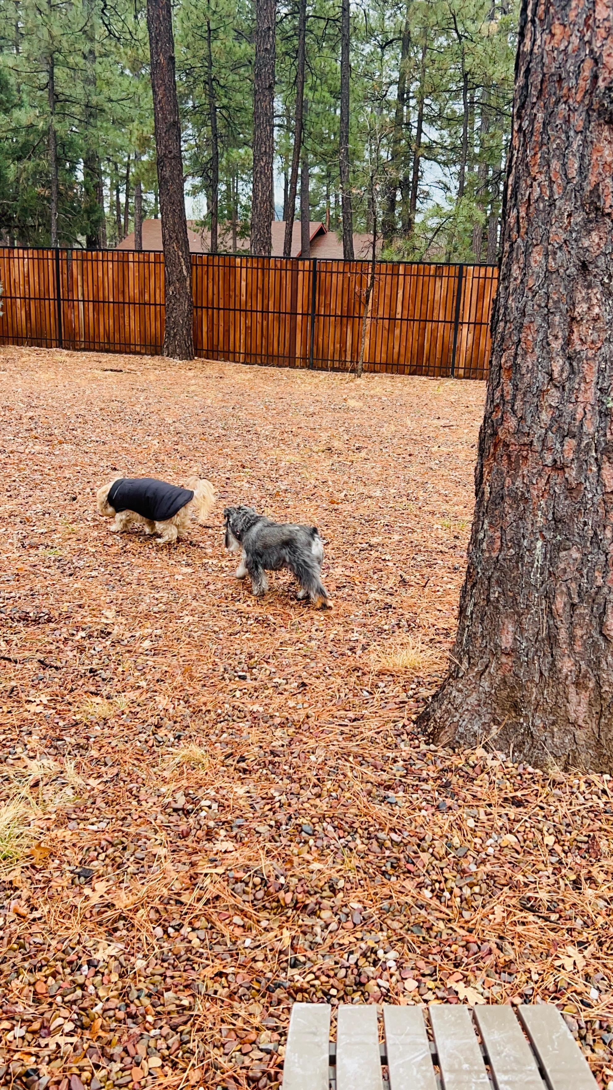 Doggies loving the property 