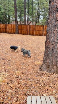 Doggies loving the property