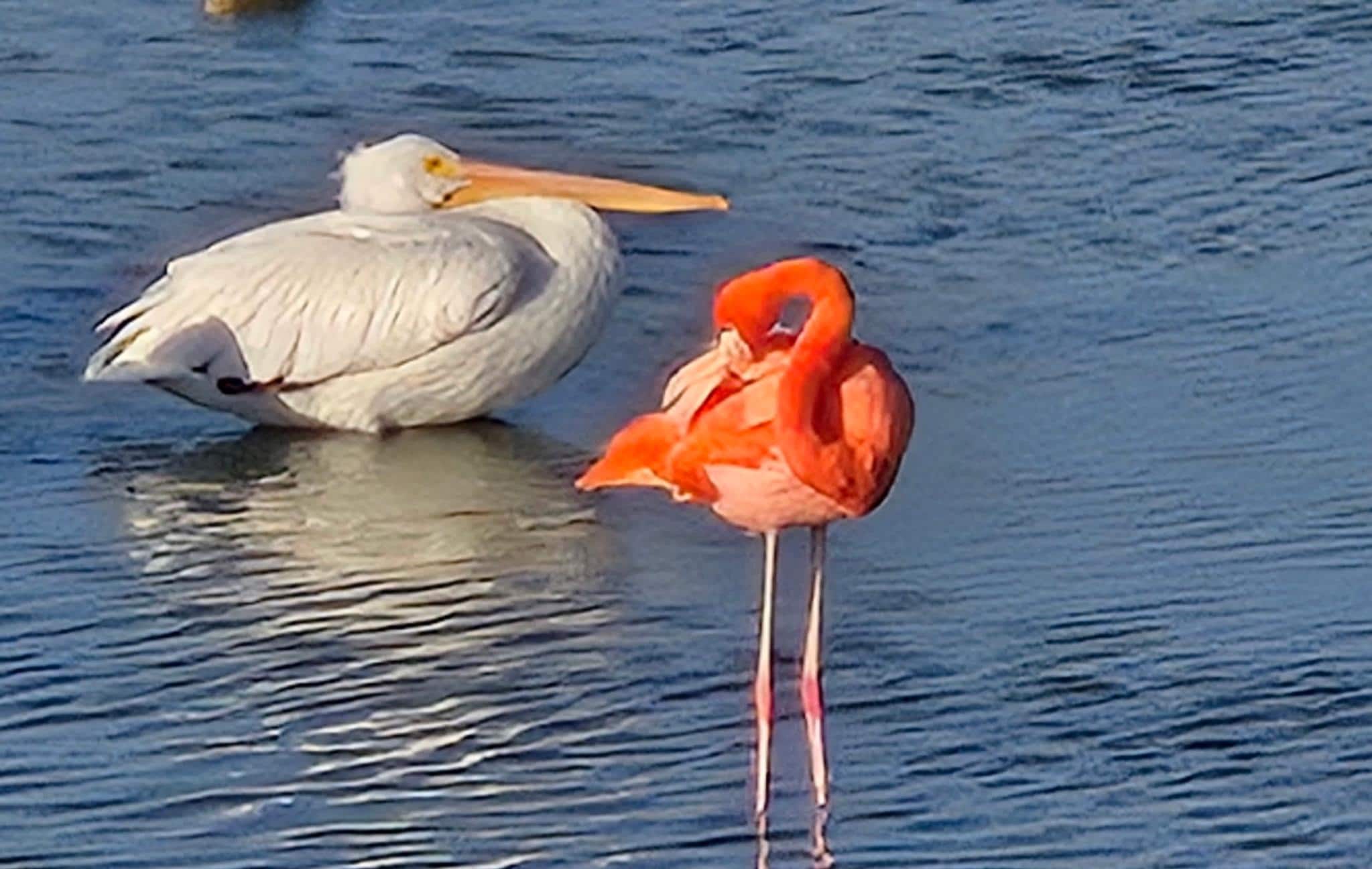 Rare American Flamingo at Turnbull Park in town
