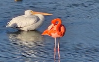 Rare American Flamingo at Turnbull Park in town