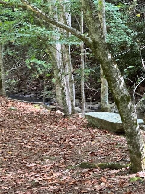 Beautiful and peaceful yard along the creek.