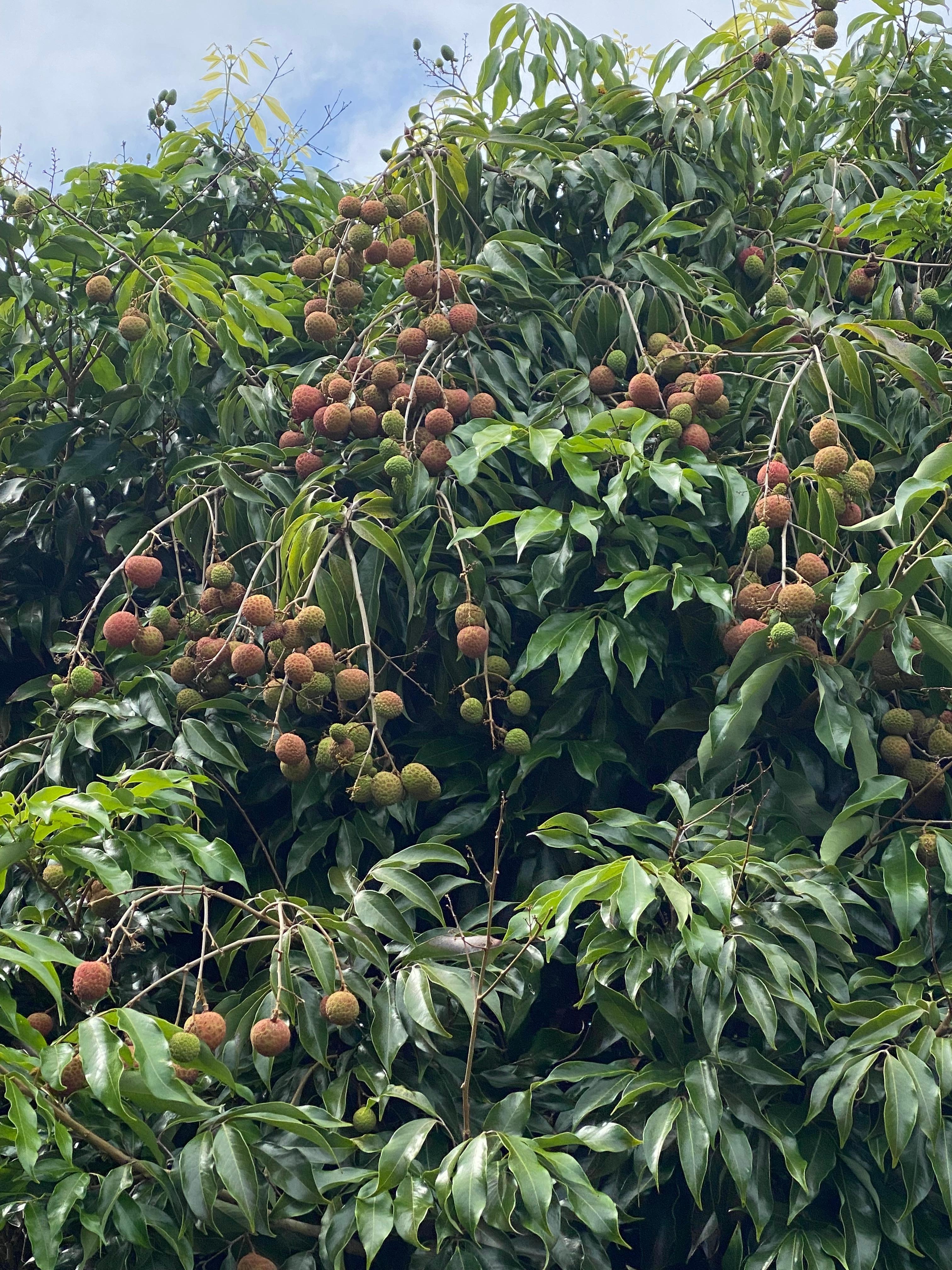 The lychee ripening on the tree.