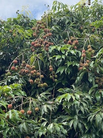 The lychee ripening on the tree.