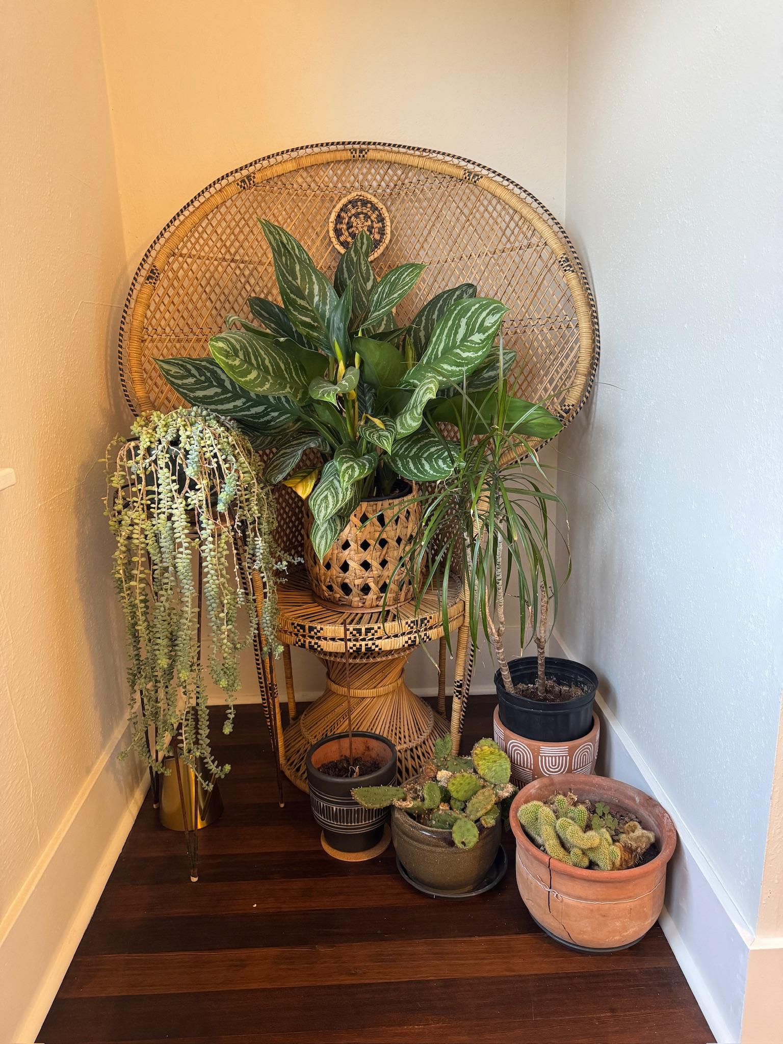 loved the plant decor through out the home 