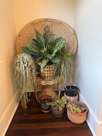 loved the plant decor through out the home