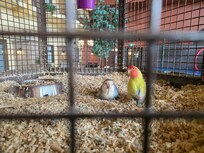 Birds