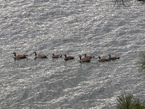 Geese swim by the house