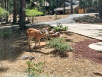 Morning visitors