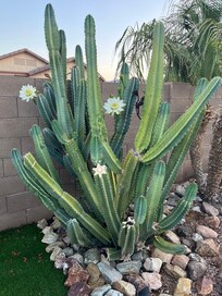 Blooming Cactus for our Visit!