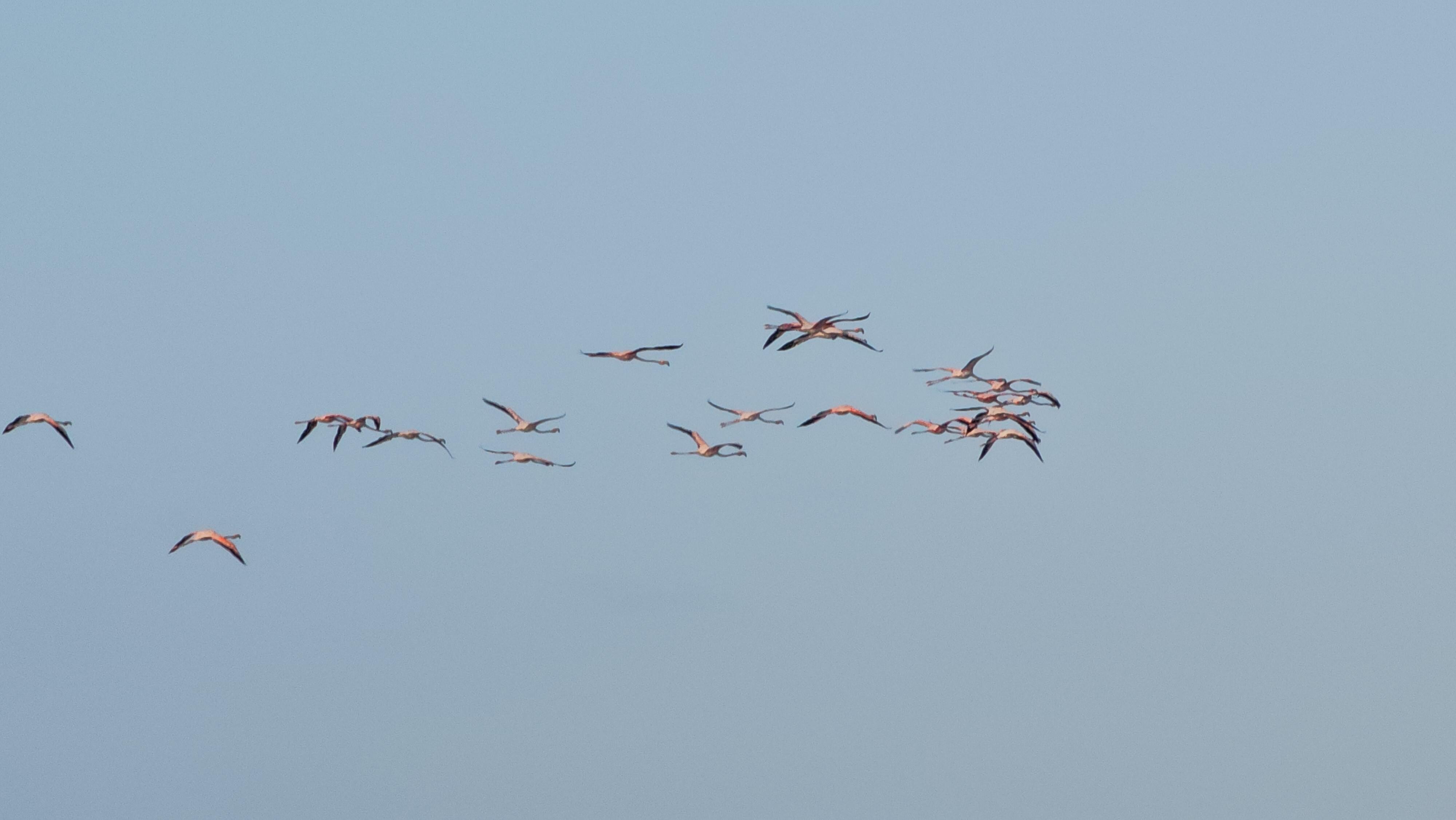 We sighted a magnificant flock of flamingoes while at the beach.....absolutely amazing!!