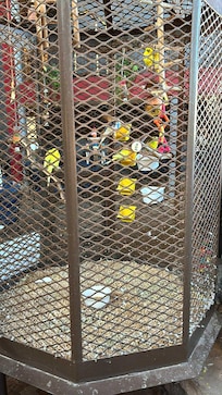Cute birds near the pool