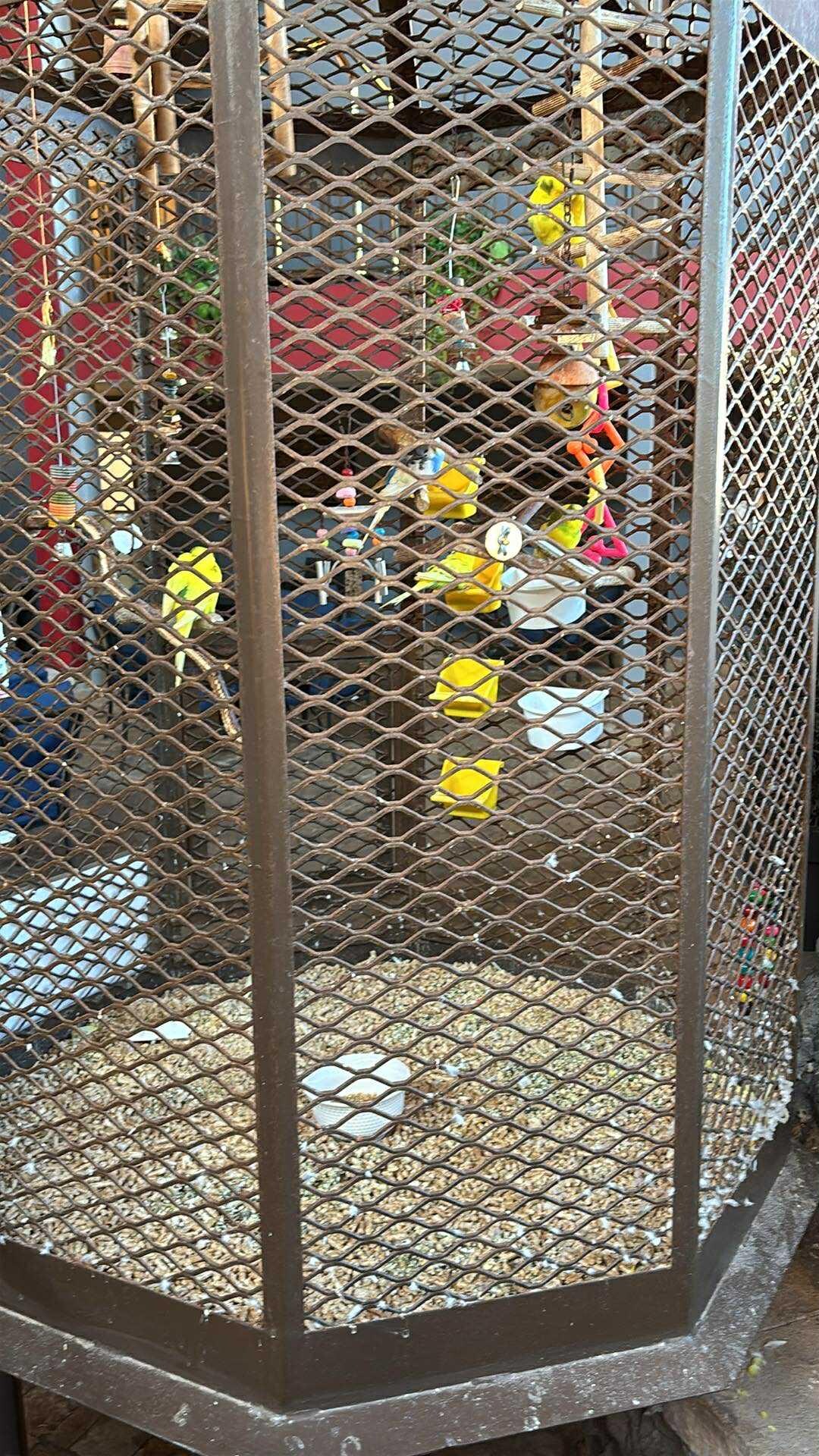 Cute birds near the pool