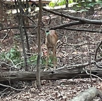 This deer was about 20 feet from the cabin.