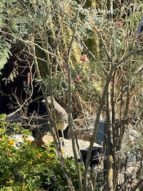 Taken out of the living room window