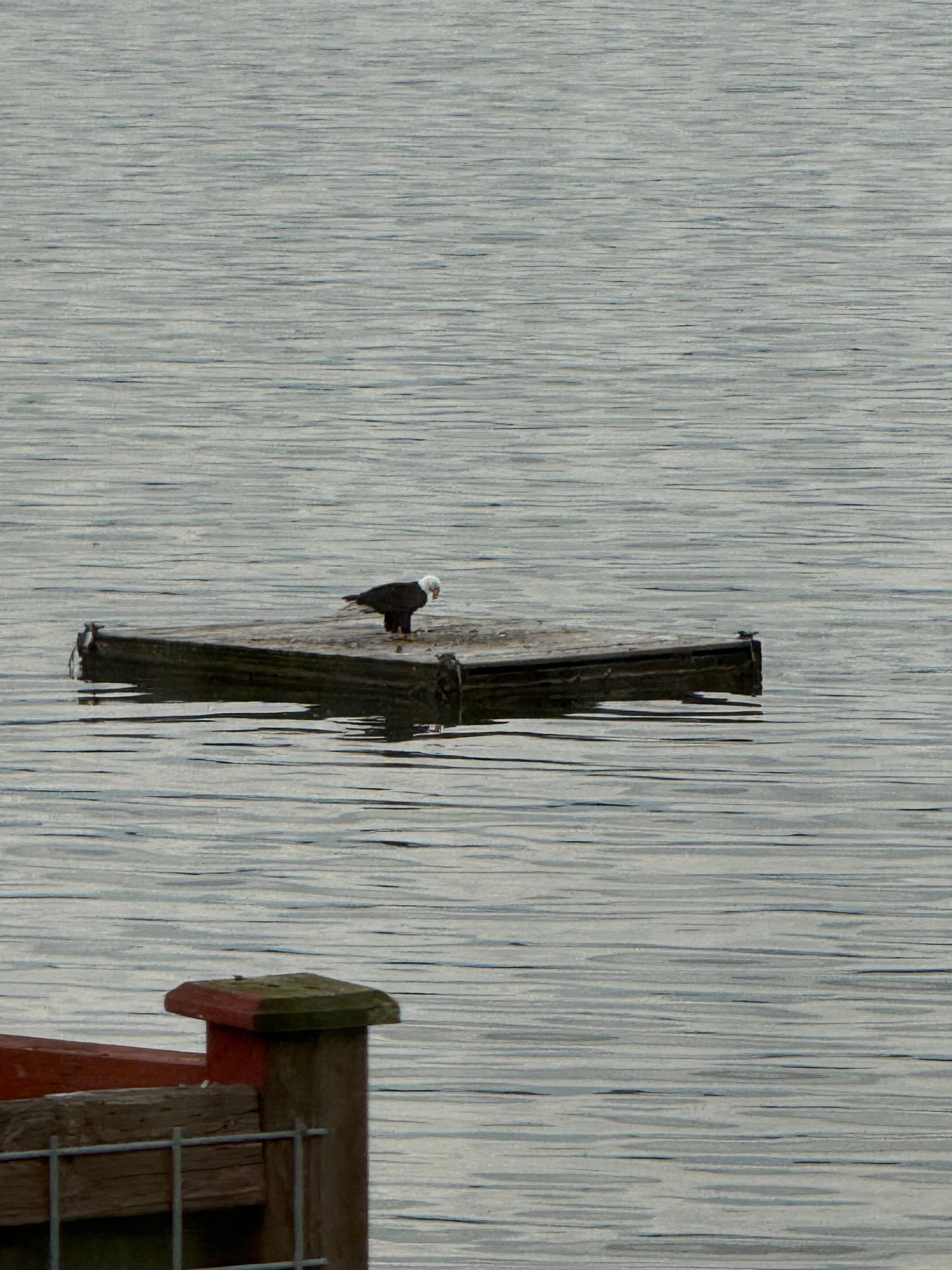 Bald eagle enjoying his catch. CJ 04/2026