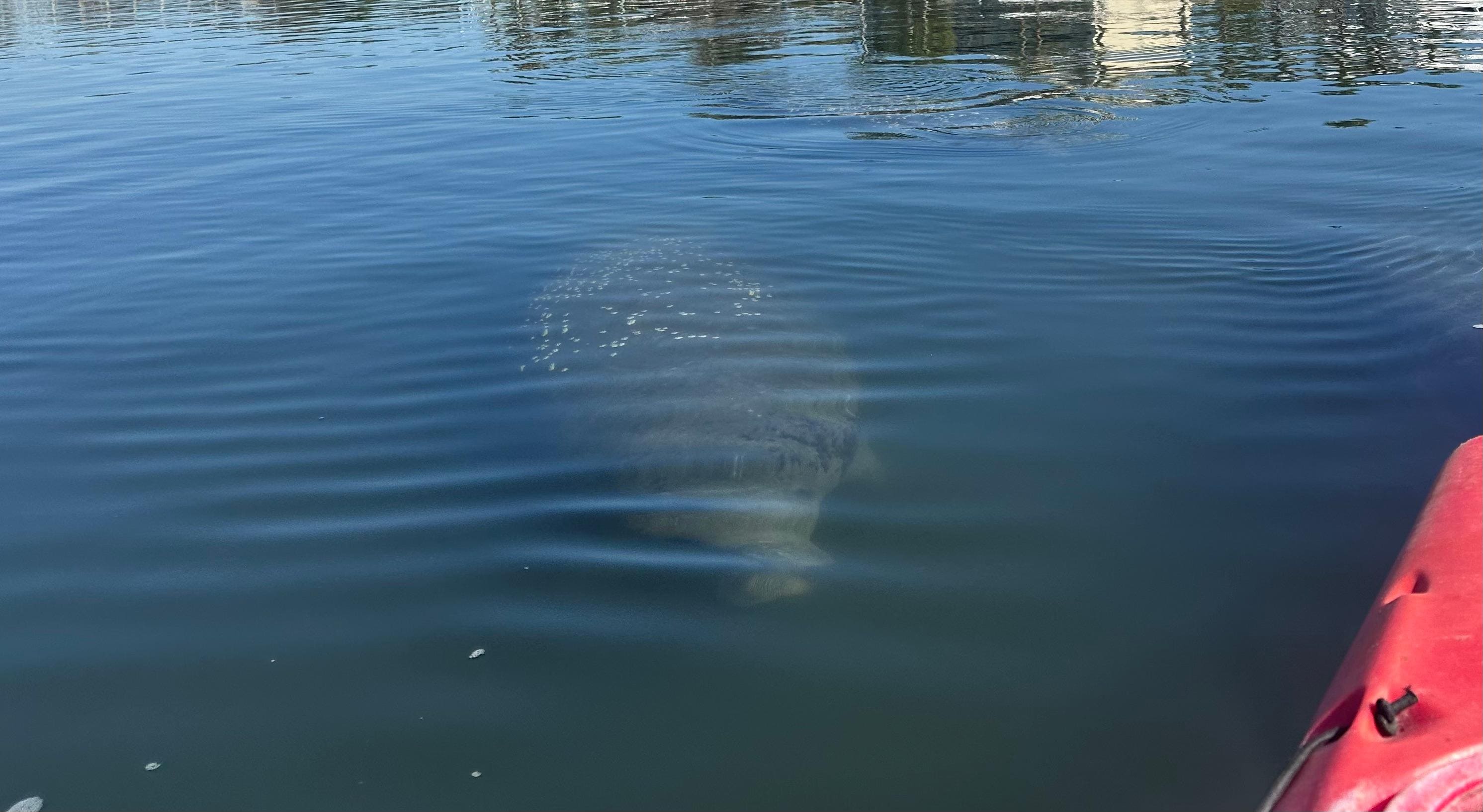 They were curious and approached us!