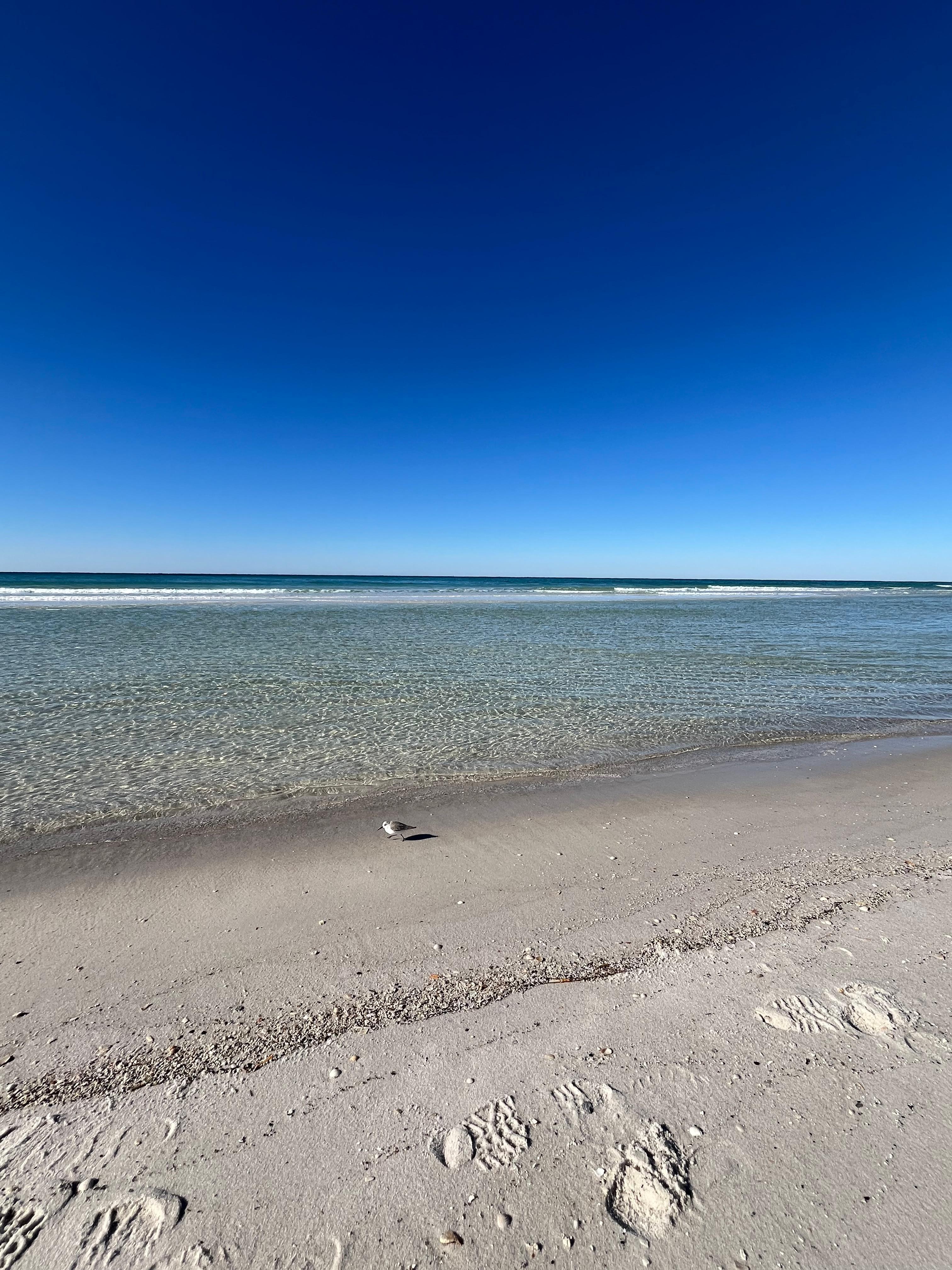 We could see dolphins and sting rays from balcony 