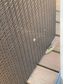 Spider webbing and spiders all over furniture