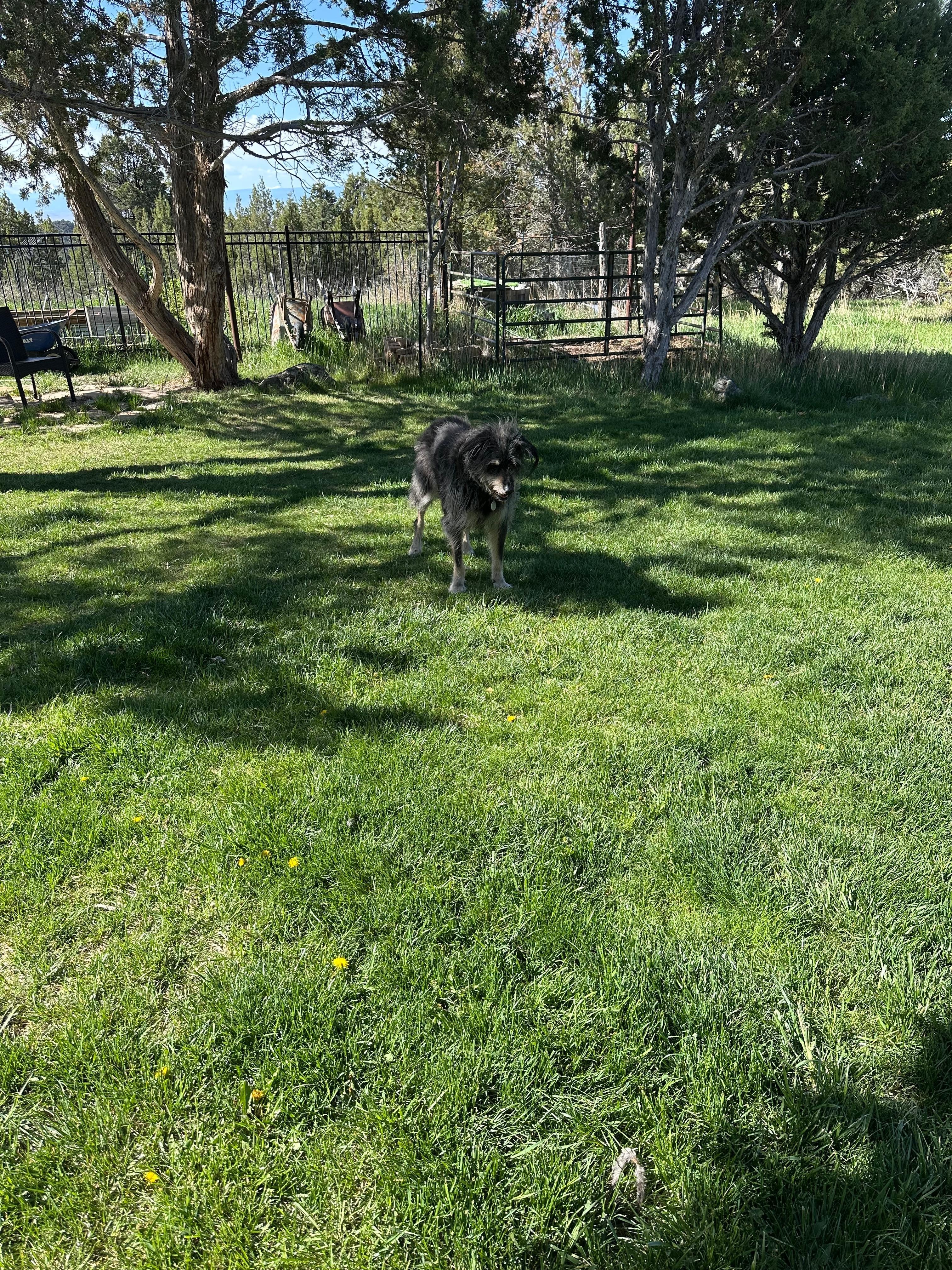 My dog enjoys the yard