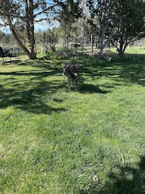 My dog enjoys the yard