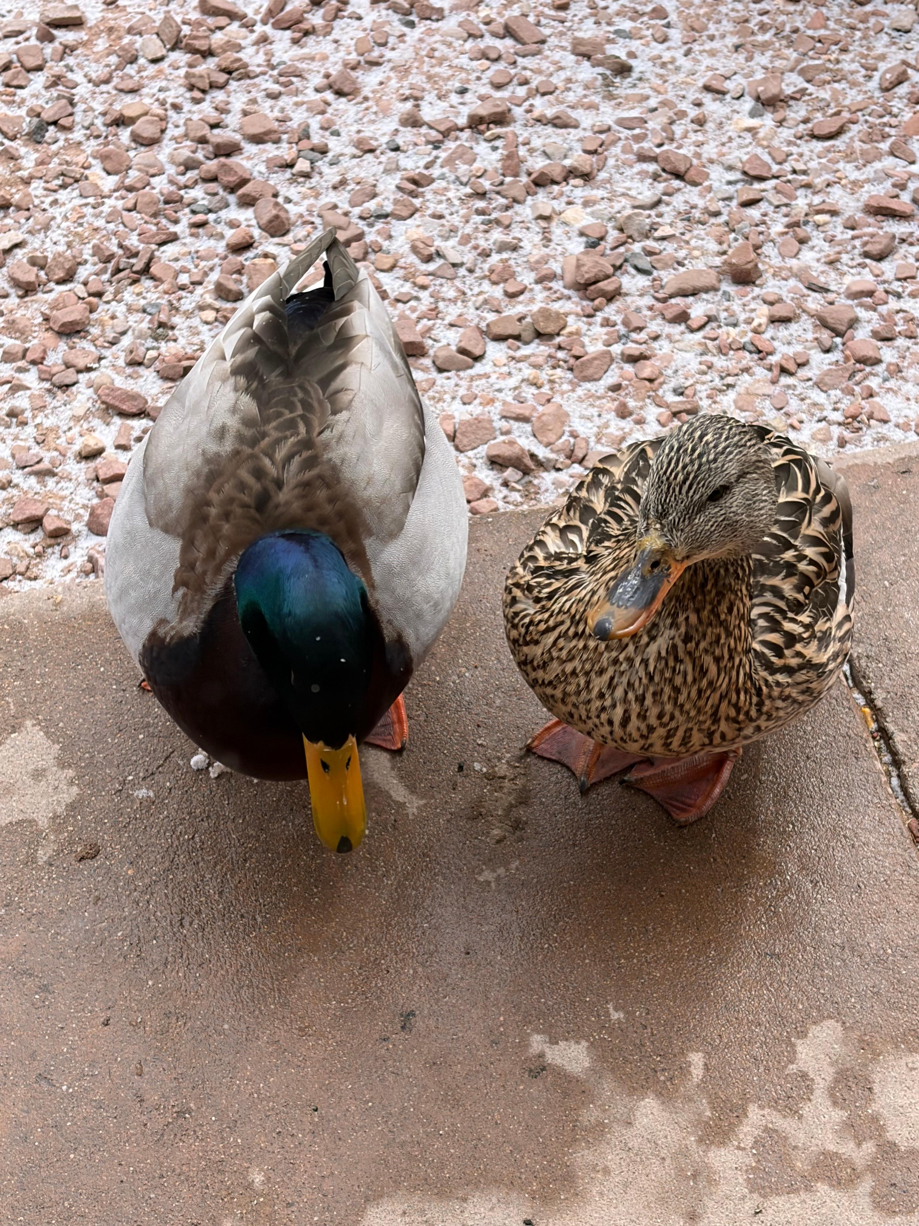 I went for a little stroll and some ducks decided to join me