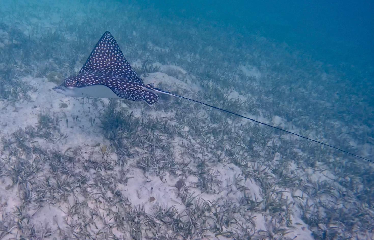 Saw this spotted eagle ray pretty close to shore