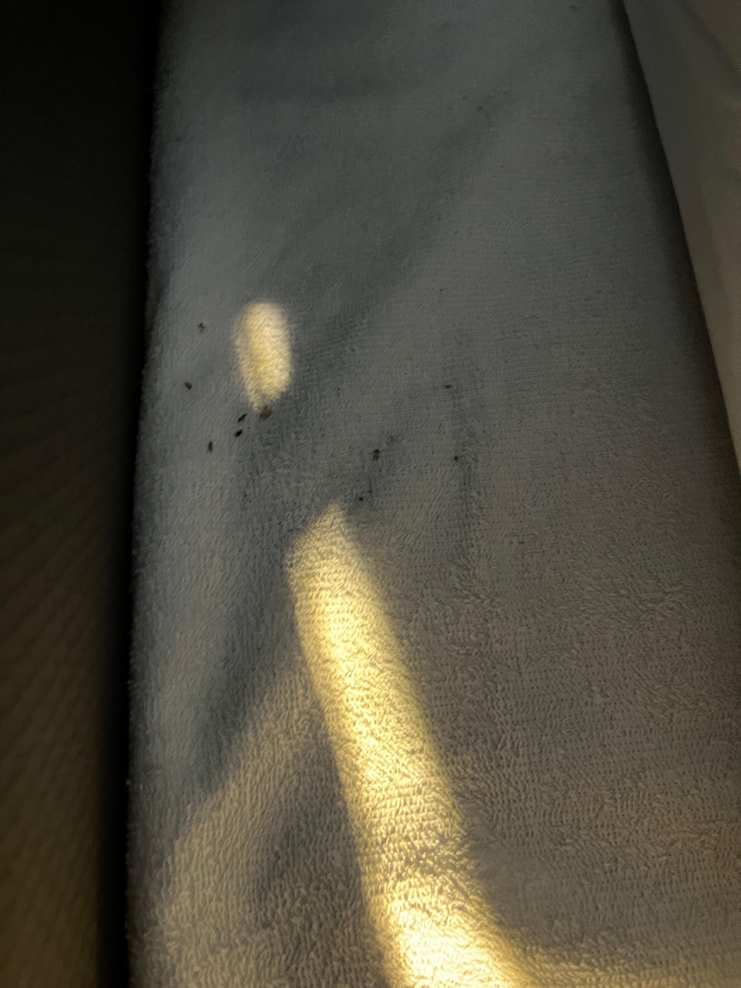 Blood and feces of bedbugs