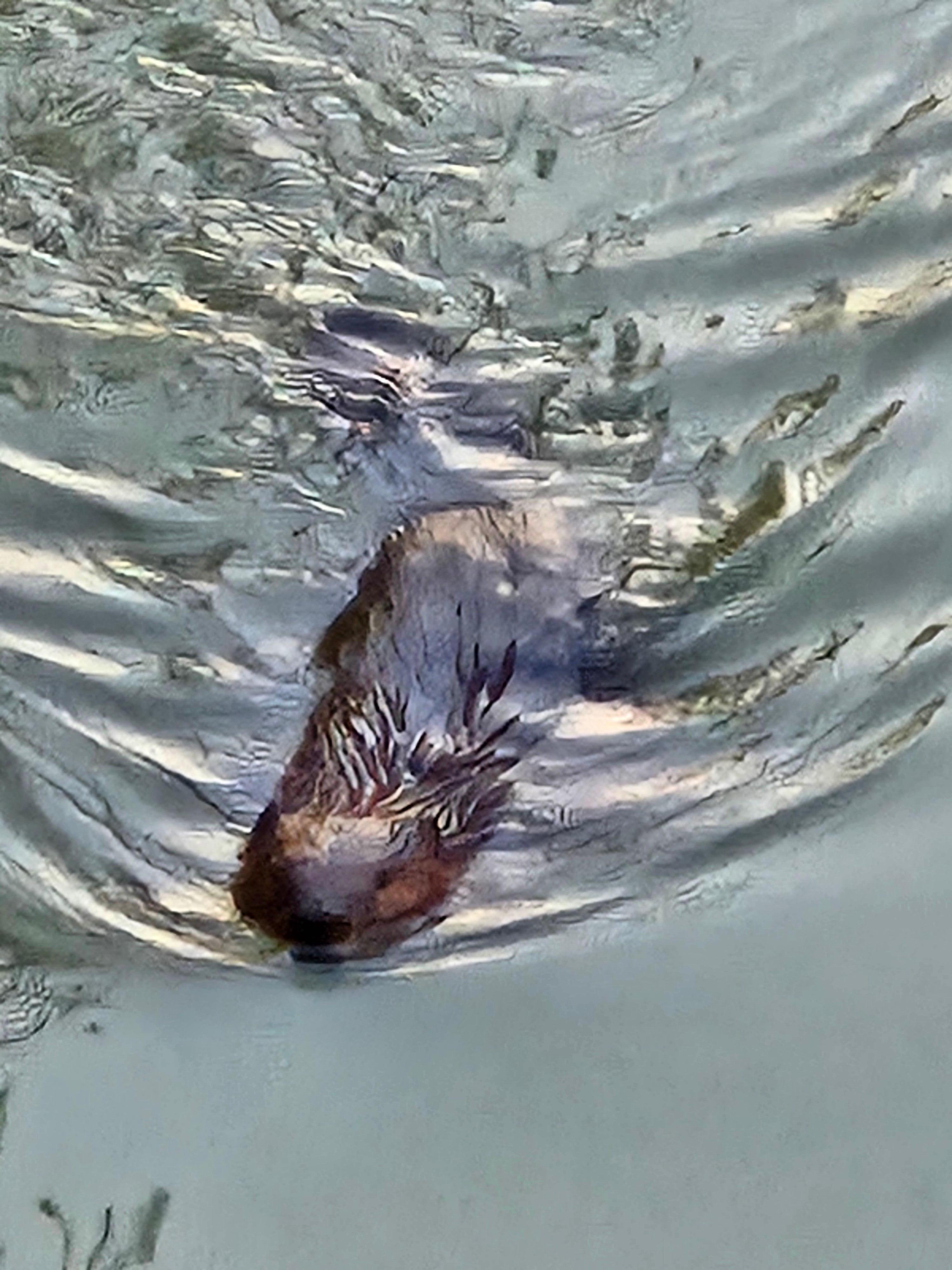 Beaver