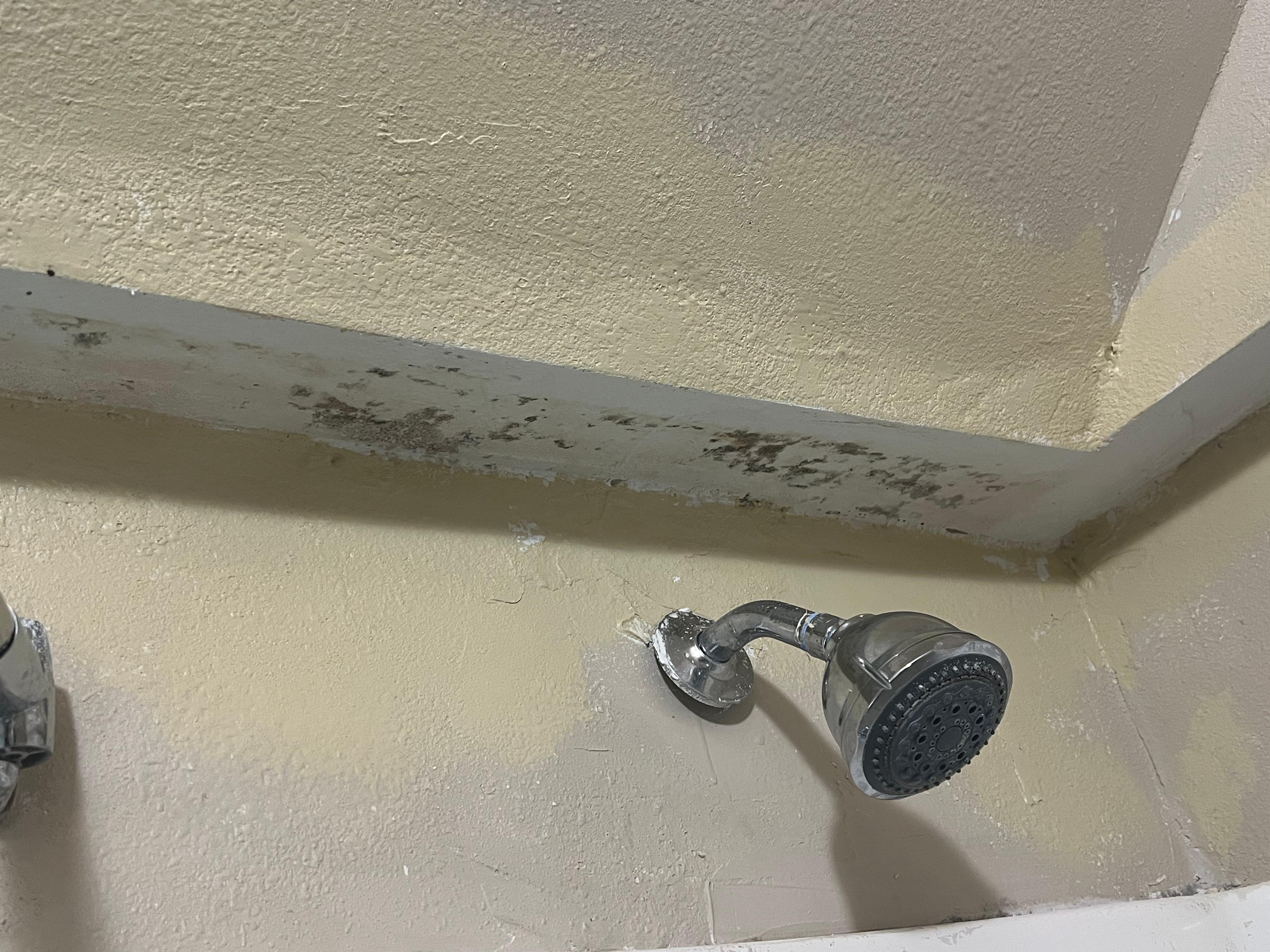 Black Mold