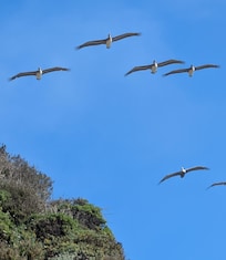Pelicans, just north of Goat Rock.