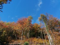 Forêt à proximité