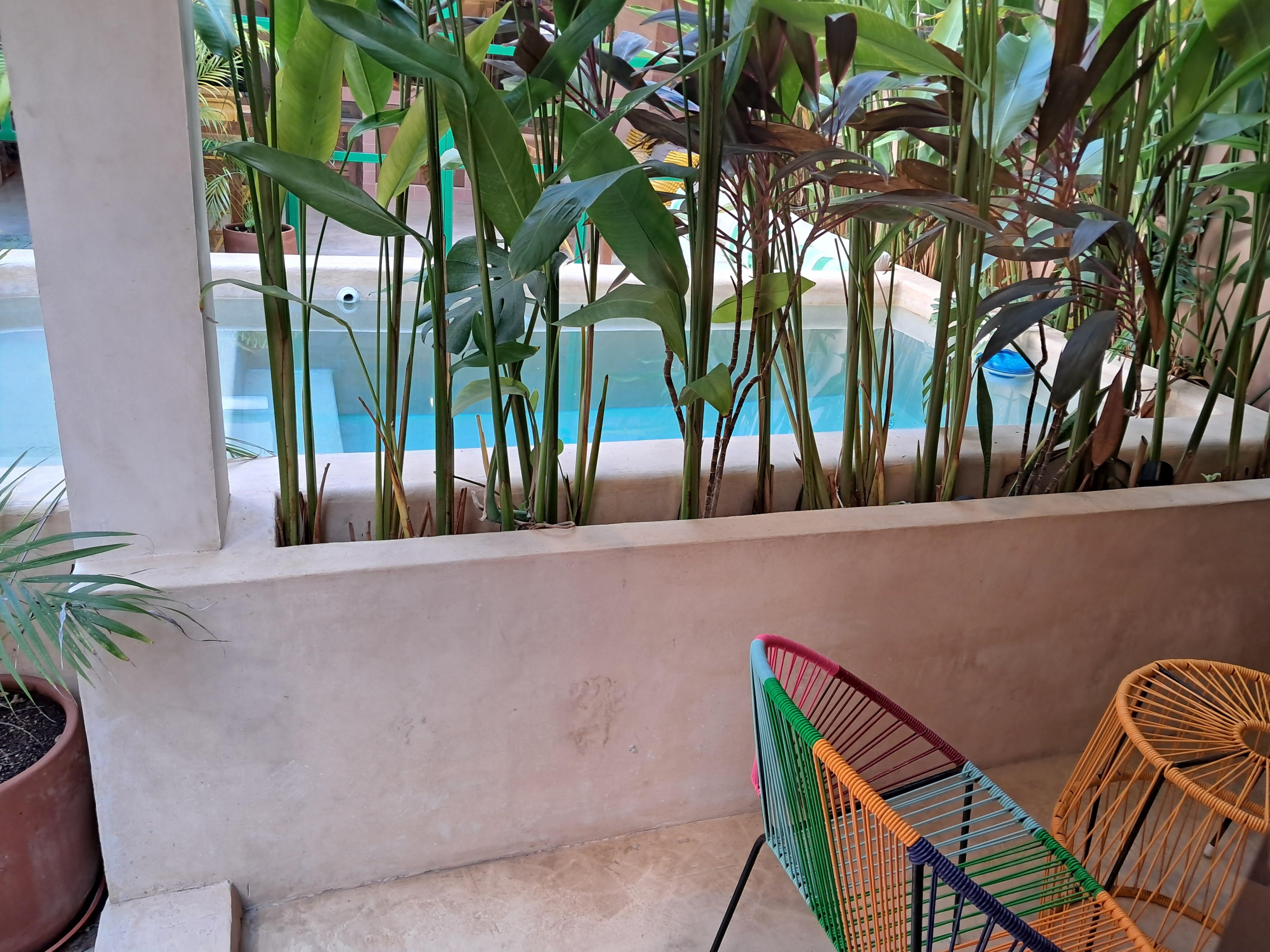 View of pool from room.