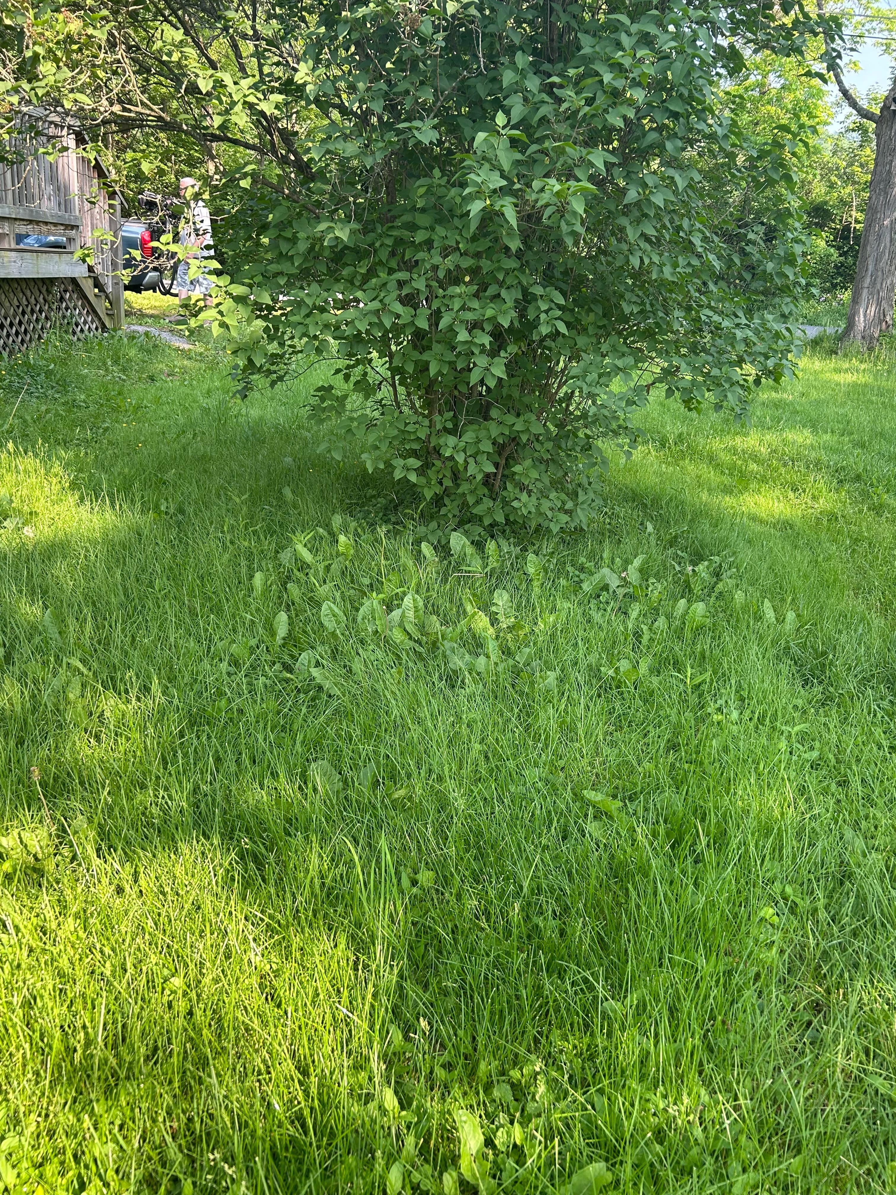 Tall grass that looked like it wasn’t mowed in months