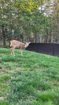 Rehe zu Besuch