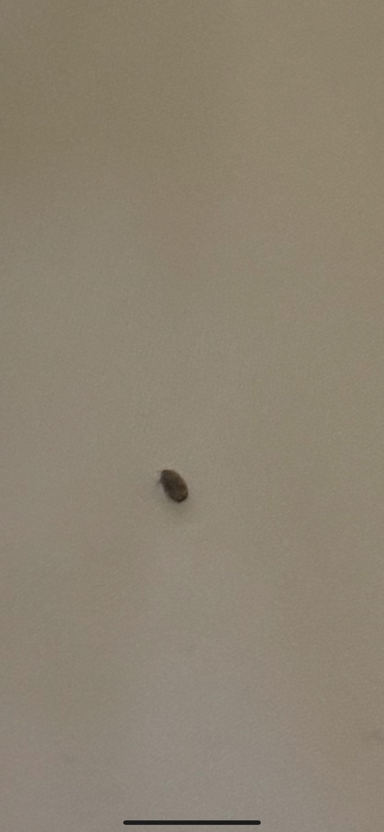 And i have videos that i can email. Yes, i let the front desk know about thr bed bug issues. Showed him the videos too. 